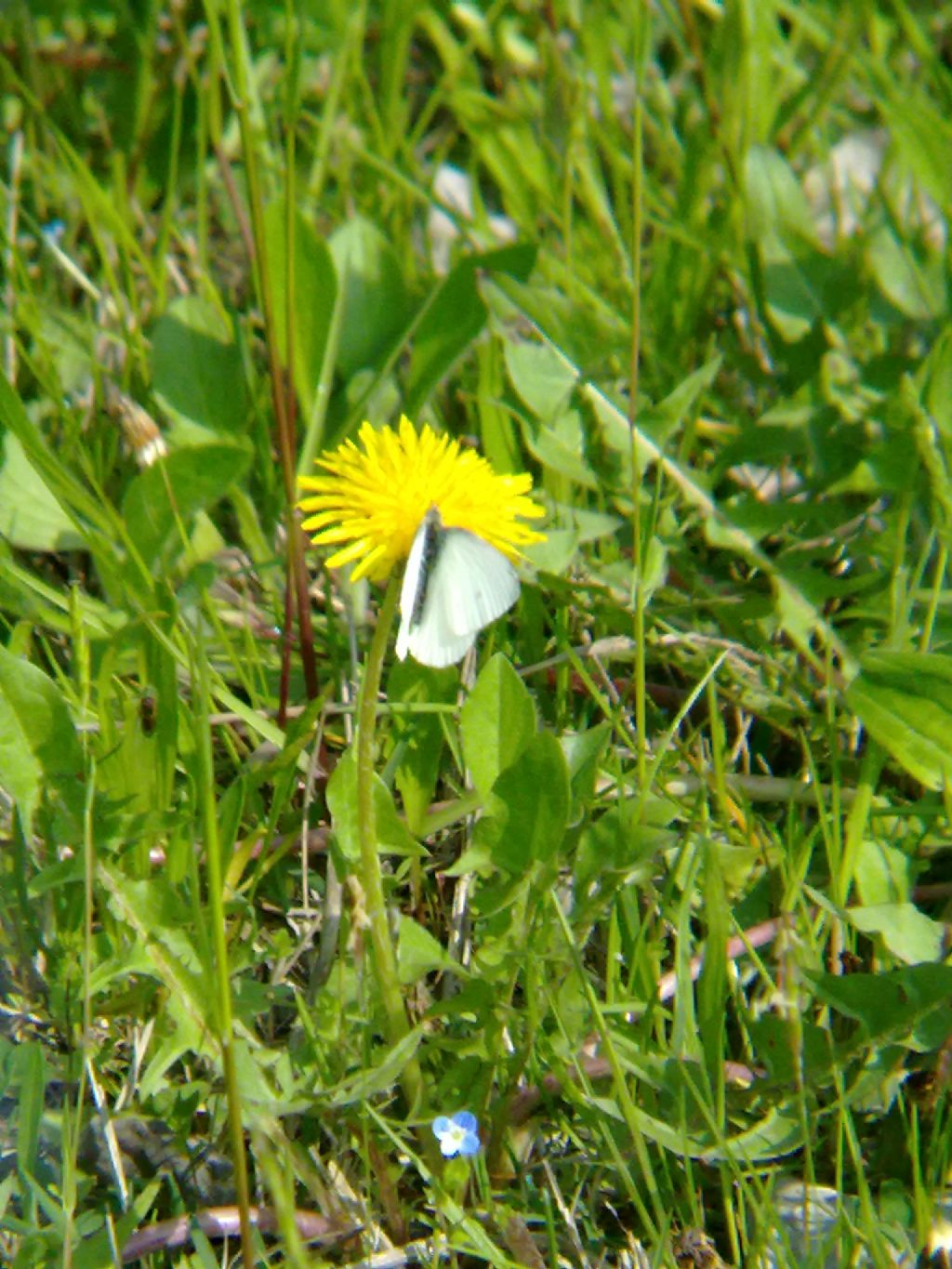 Pieridae da identificare